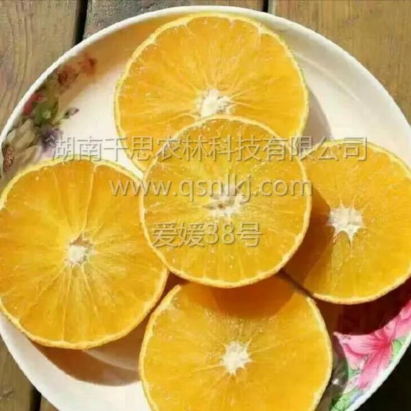 千思农林 基地直供早熟杂柑爱媛38号 风味极佳清香爽口 高度70cm成活率98%以上