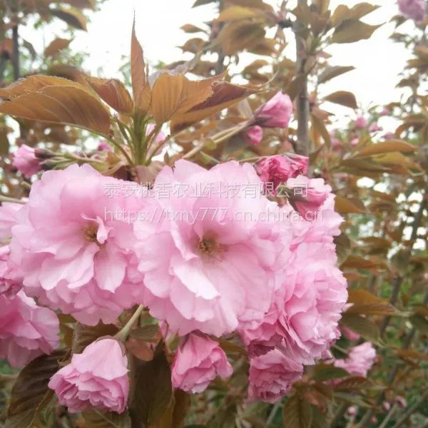 泰安3公分樱花,泰安3公分樱花价格