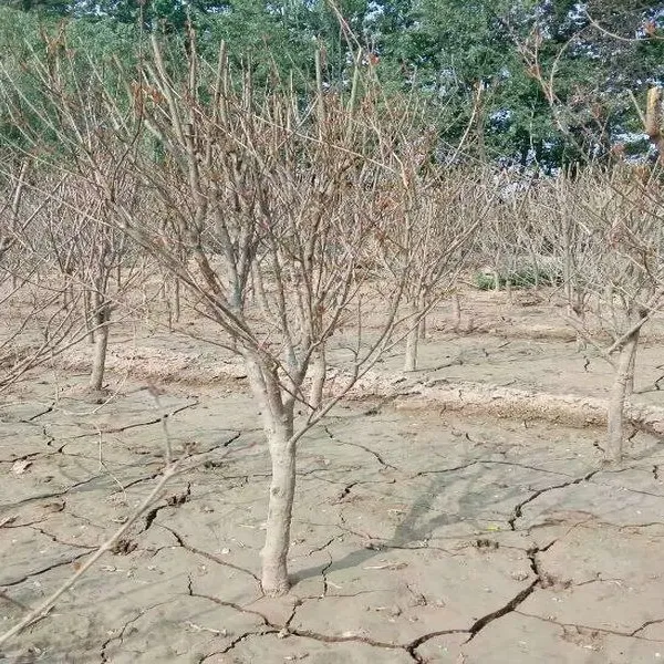 红如意石榴树苗