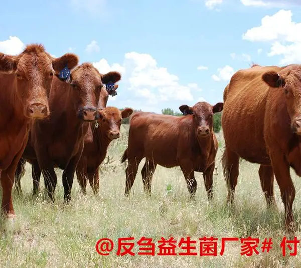 肉牛益生菌厂家解决肉牛拉稀肠道益生菌傻吃肥保
