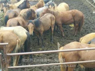 ��Ϊ������������ţ��/��ѡ������������/��ţ��/��ţ��ֳ