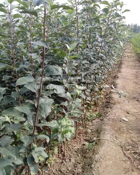 红富士苹果苗,红富士苹果苗价格