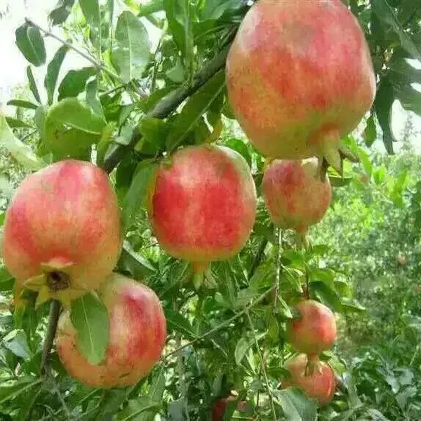 泰山红石榴树苗
