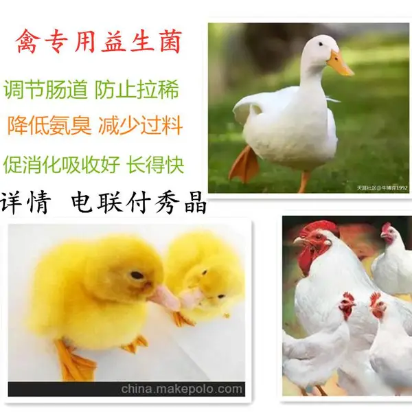 禽用益生菌鸡鸭鹅调节肠道菌群活菌制剂