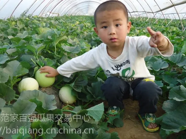 3万亩《甜瓜》5月大量上市,甜瓜种类有白皮白瓤,白皮红壤,黄皮红壤。