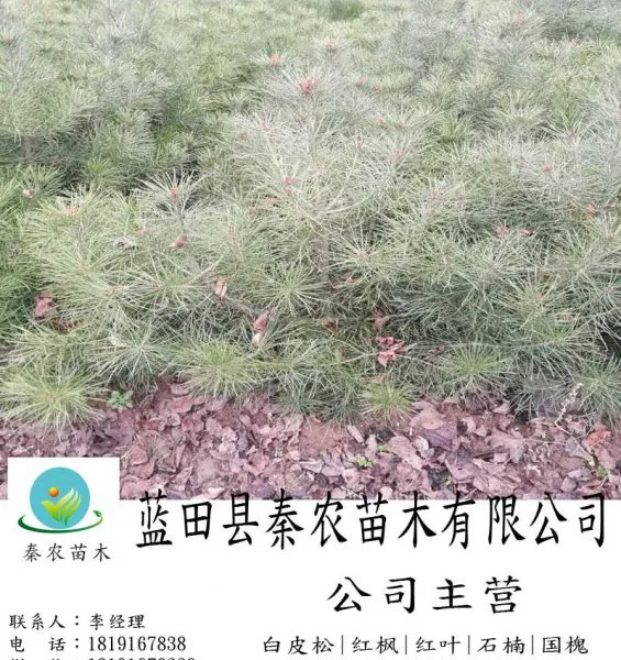蓝田绿化白皮松苗木销售|7米白皮松苗木销售|白皮松苗木最新价格单|秦农苗木