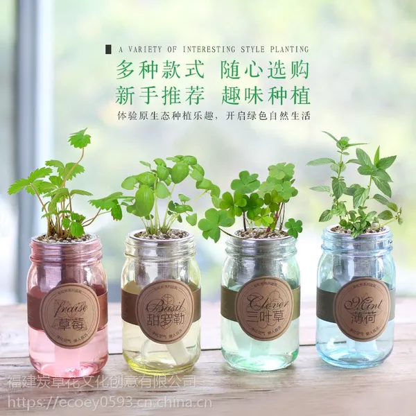 客厅室内创意迷你盆栽微景观玻璃杯植物儿童礼品绿植