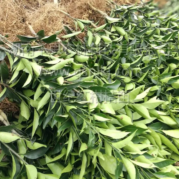 抗病强 适应性广 基地直销高糖优质世纪红柑橘苗 高度70cm 千思农林