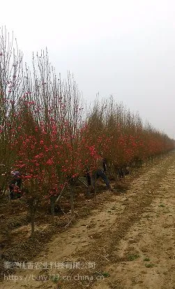 3公分龙柱碧桃,山东3公分龙柱碧桃价格