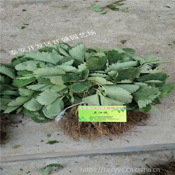 江诚园艺场常年培育适合南方种植草莓苗品种 脱毒二代 甜查理草莓苗