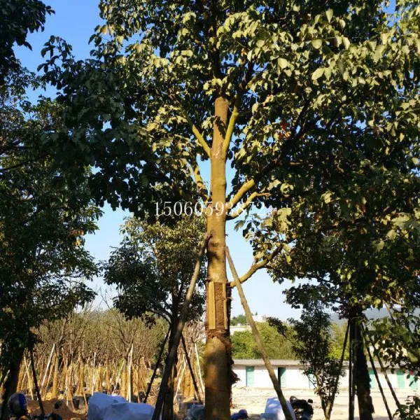 福建秋枫批发,低价出售,漳州秋枫种植基地,量大价优