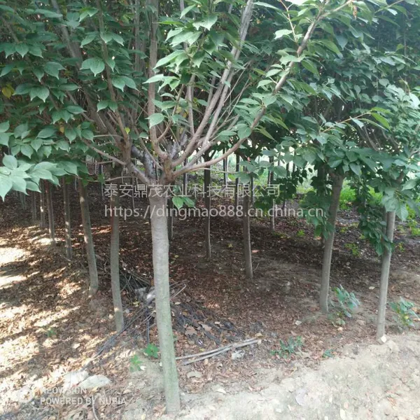 现货出售6公分的樱花杆直帽圆1.2米定杆 山东樱花树苗种植批发基地