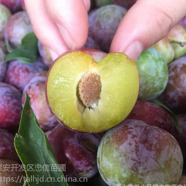 泰安李子树苗批发