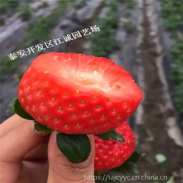 适合湖北气候栽培的草莓苗品种 法兰地 甜查理 脱毒二代苗