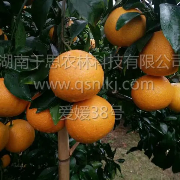 国外引进 优质早熟杂柑新品种爱媛38号柑橘苗 千思农林