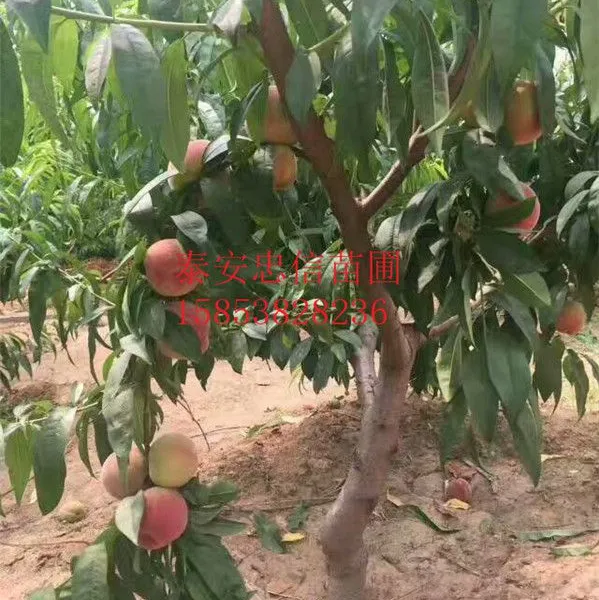 2���� 3����������۸�