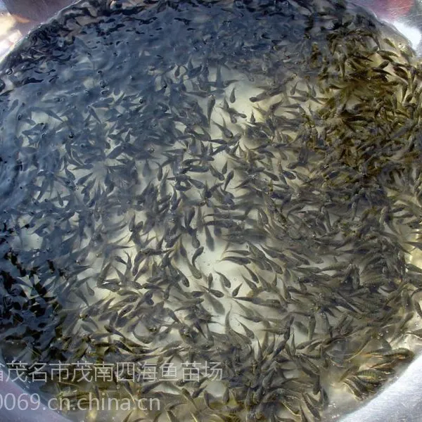 湛江大量批发良种罗非鱼苗