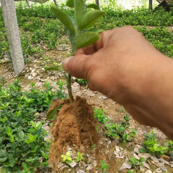 出售北海道黄杨小苗规格齐全价格低廉 山东绿化苗种植批发基地
