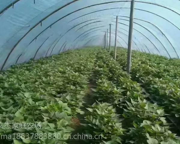 供应脱毒高淀粉红薯苗早熟食味软较甜烘烤型品种龙薯9红薯苗
