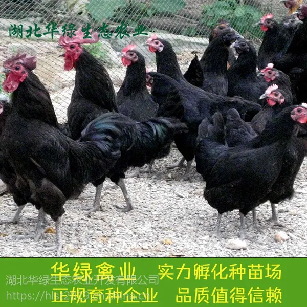 供应-贵阳高产黑羽绿壳蛋鸡苗、三峡麻羽高产绿壳蛋鸡苗、湖北华绿生态农业