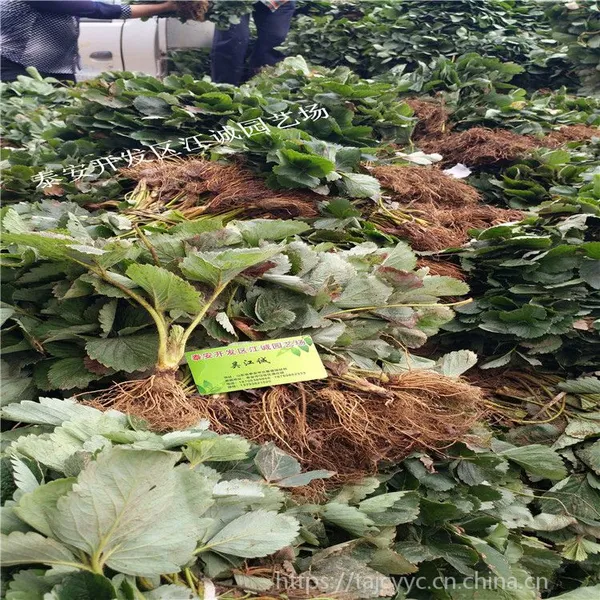 章姬草莓苗 脱毒二代苗 适合贵州栽培的草莓苗品种