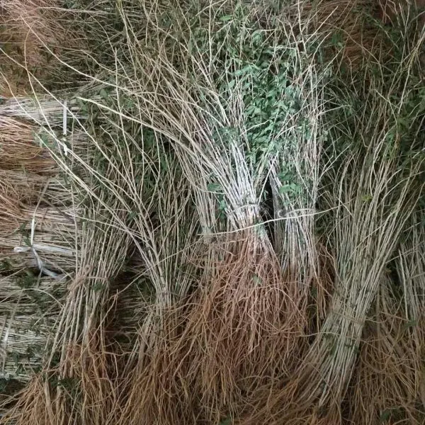 枸杞出售_枸杞供应信息_销售枸杞苗_吉林枸杞苗