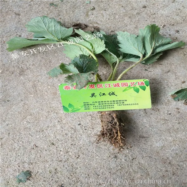 2019���������ݮ��۸� �������ݮ�����Ǯһ��