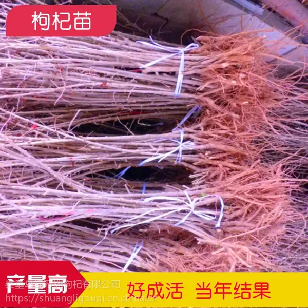 枸杞苗种植 产地直销宁夏枸杞苗 好成活 产量高