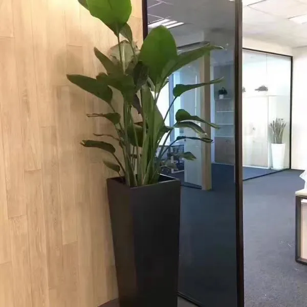 天堂鸟 供应上海办公楼绿植租赁 鲜花盆栽租摆 室外景观 绿植养护 免费上门设计