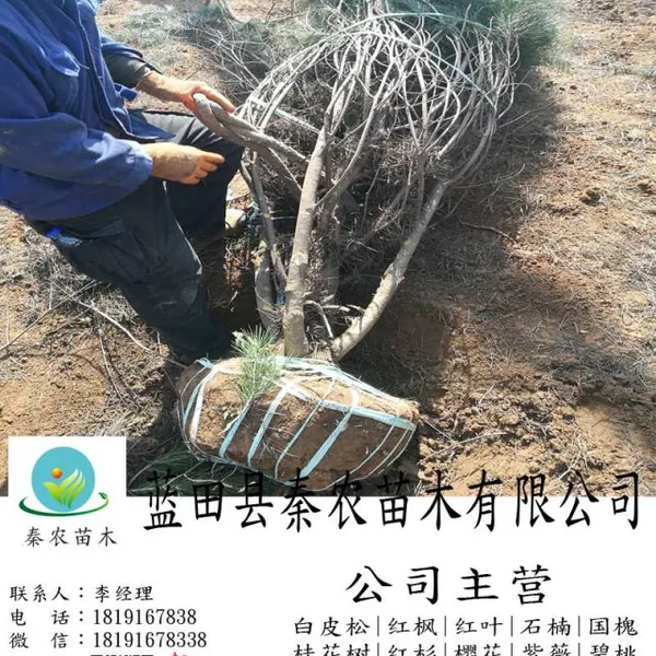蓝田华山松种植基地|4米三级华山松苗木销售|华山松苗木报价|秦农苗木