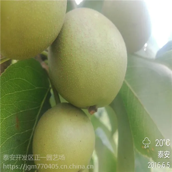 嫁接梨树苗价格多少钱