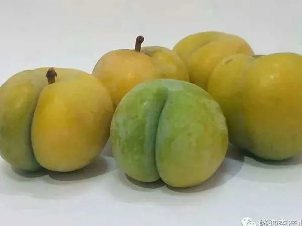 �Ĵ���������������2019���Ĵ������������籨��