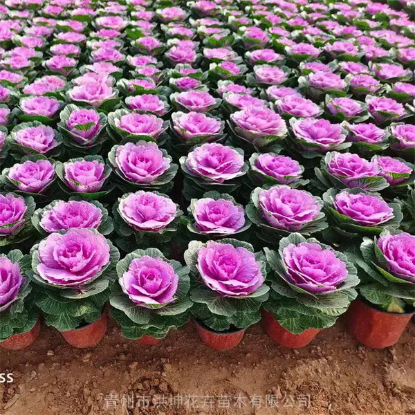 基地花卉种植 园林绿化苗批发 工程花卉品种基地 花坛花箱 景区花卉