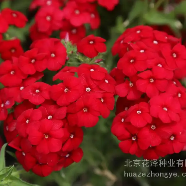 北京绿鑫花种福禄考