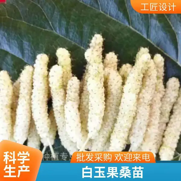 白玉果桑树苗基地 金香葚种植采摘园当年结果长香味浓桑葚