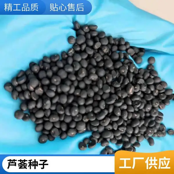 北京房山鑫航育 6 号 F1 芦笋种子 无性系杂交 京郊大棚露天均可栽培良种