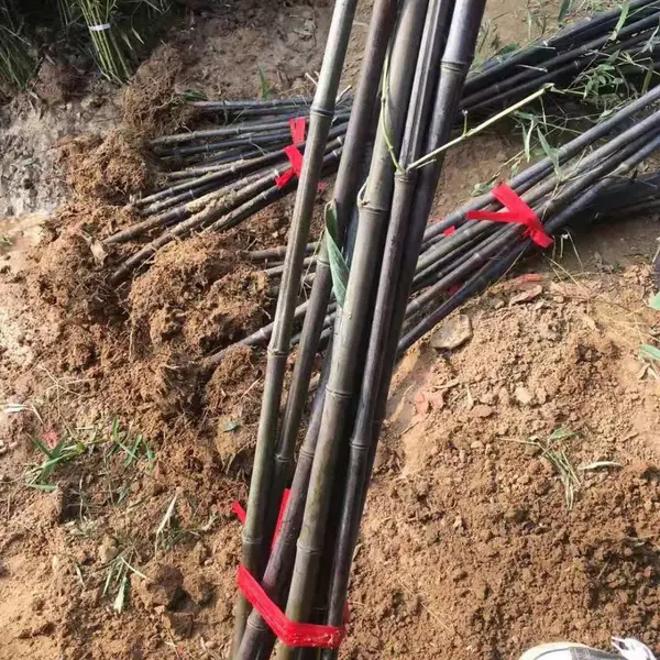 金镶玉竹价格 紫竹价格 青竹价格