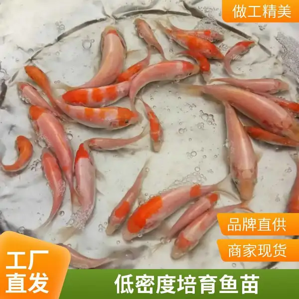山东日照锦鲤鱼苗养殖场 观赏鱼苗规模繁育 养殖户长期合作