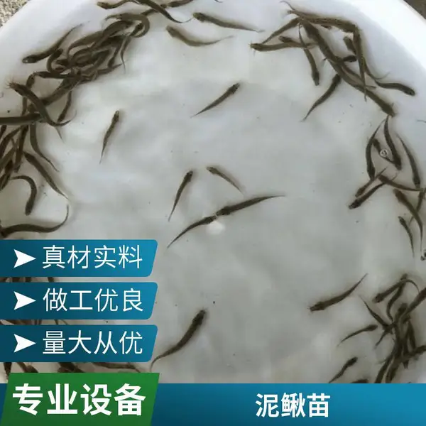 山东滨州本地黑鱼苗泥鳅鱼苗养殖场 健康大规格乌鳢苗 支持来场看苗