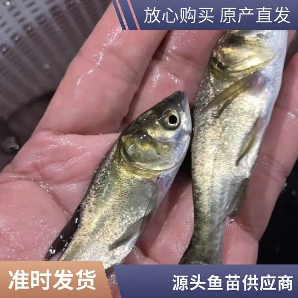 山西大同朔州黑鱼苗 泥鳅鱼鱼苗养殖场 专业育苗 抗逆性强 耐运输