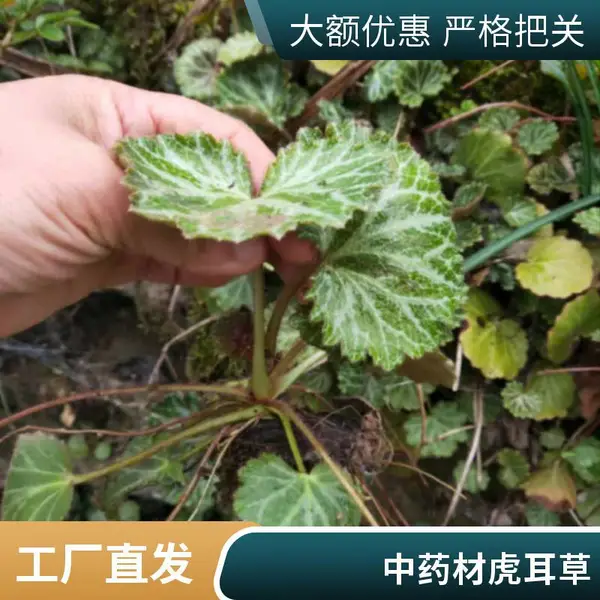 中药材虎耳草 虎耳草苗批发