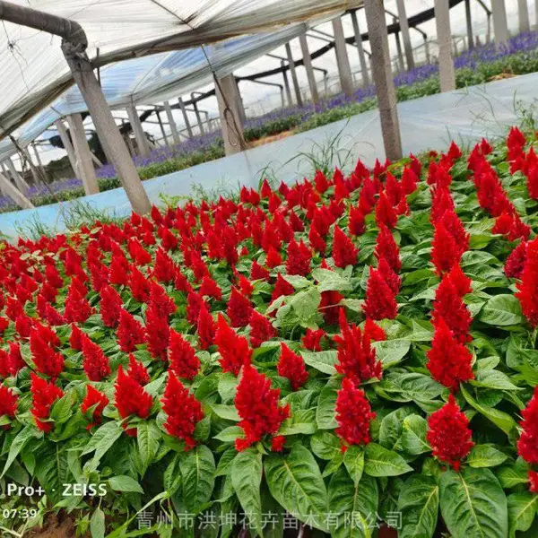 鸡冠花一支笔 绿化用 可露天栽植 公园景区花卉优品 时令草花供货基地