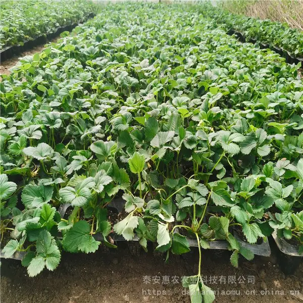 穴盘草莓种苗 二代隋珠生产苗出售 惠农农业 草莓原种苗