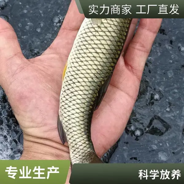 吕梁晋中草鱼苗养殖基地供应鲤鱼苗鱼种量大从优现捞现发