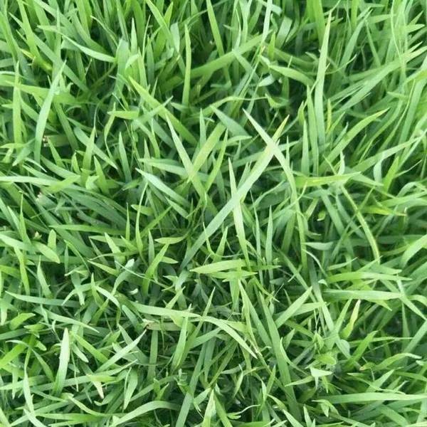 马尼拉草皮 广东梅州足球场用的四季青草坪出售价格 ***