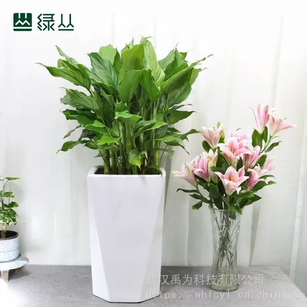 万年青/四季常青/观叶客厅植物/办公室净化空气去甲醛/绿丛园林
