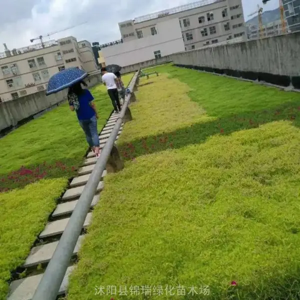 佛甲草江苏有卖 屋顶绿化用佛甲草隔热降温 非常的环保