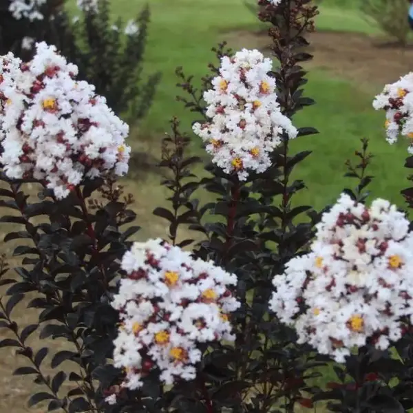 苗圃供应 紫叶红花紫薇 规格齐全庭院别墅种植观赏苗