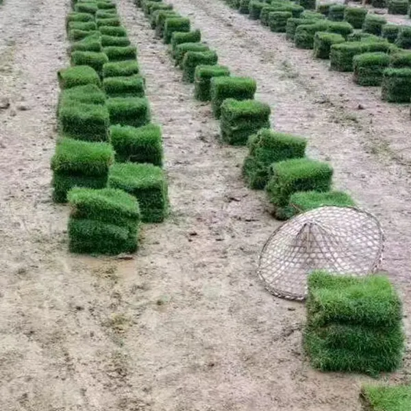 马尼拉草坪 贵州仁怀耐荫耐践踏易管理的矮生百慕大草坪***格 哪家好