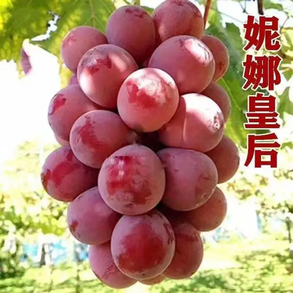 供应妮娜公主嫁接葡萄苗妮娜皇后嫁接葡萄苗基地直发,纯度保证